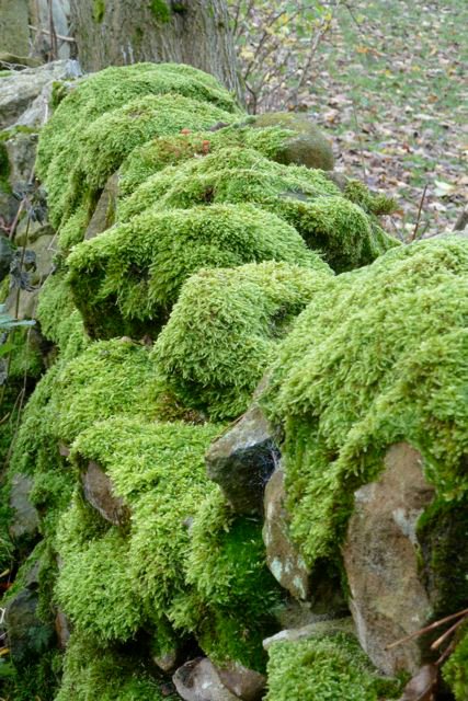 Moss-What-a-sight-I-d-forgotten-this-could-exist